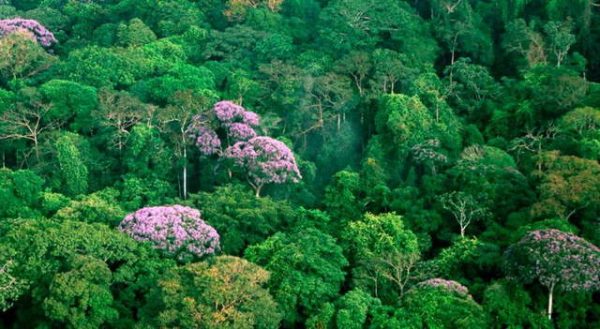Bosques tropicales
