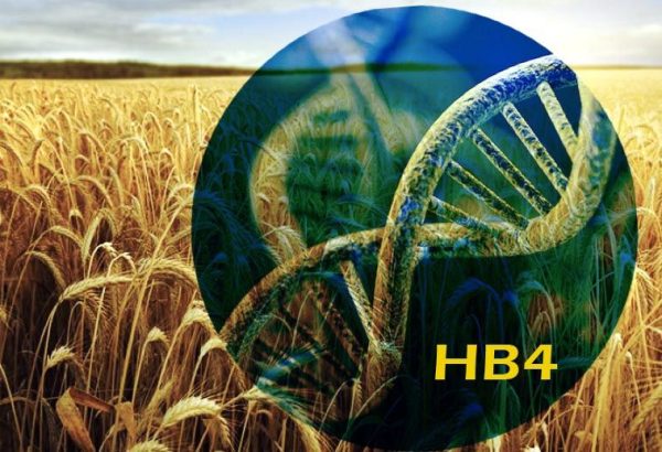 HB4